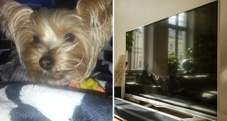 Stal hunden och teven pa forsta dejten Stal hunden och teven pa forsta dejten